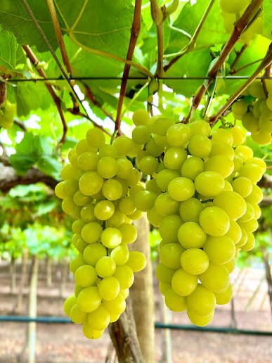 Vinagre De Vinho Branco 500ml - Imagem 3